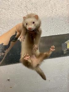 Furets Marshall Femelle / Female Marshall ferrets - Photo 3