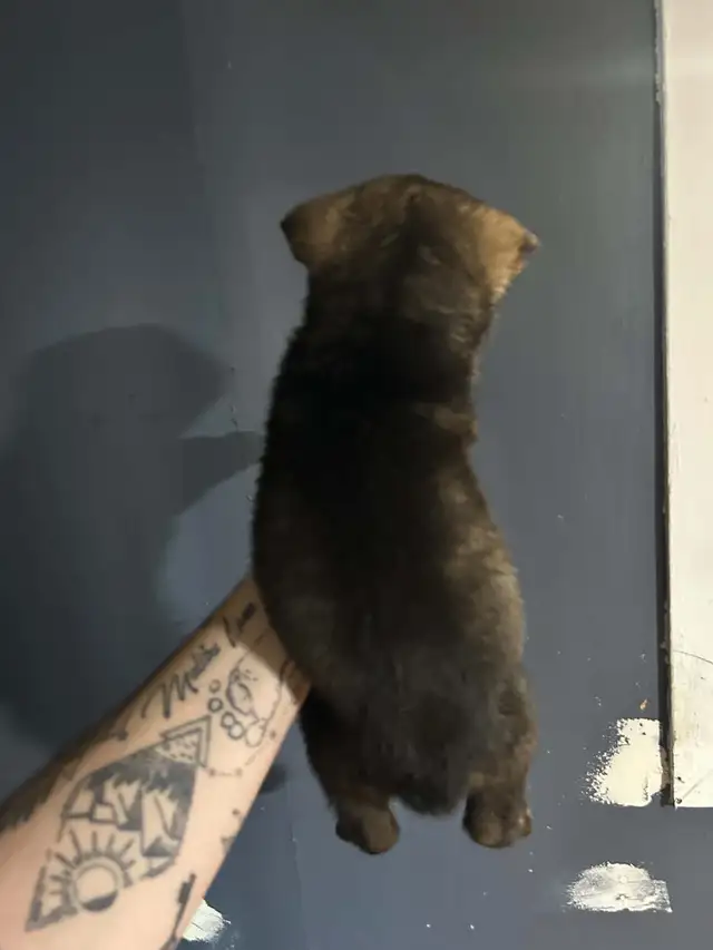 CKC German Shepherds