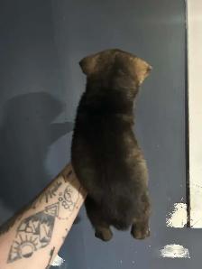 CKC German Shepherds
