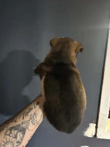 CKC German Shepherds - Photo 2