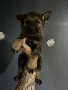 CKC German Shepherds - Photo 4