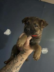 CKC German Shepherds - Photo 5