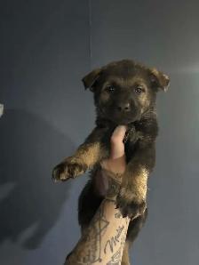 CKC German Shepherds - Photo 6