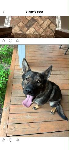 CKC German Shepherds - Photo 7