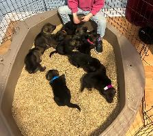 CKC German Shepherds - Photo 8