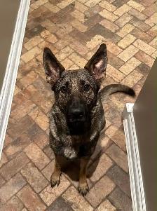 CKC German Shepherds - Photo 9