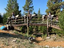 Disneyland for Horses - Photo 8