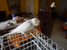 8 WEEK OLD FEMALE BABY BUDGIE FOR 25 $ - Photo 4