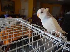 8 WEEK OLD FEMALE BABY BUDGIES FOR 25 $ - Photo 2
