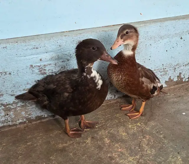 Call Ducks