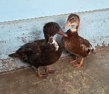 Call Ducks