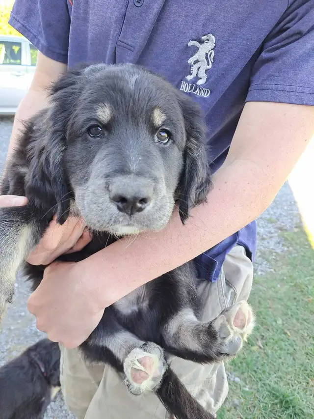 sold with exception- Labradoodle Retriever Mixed puppy