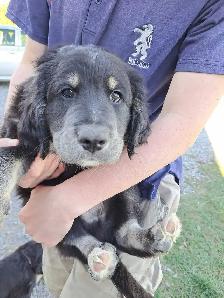 sold with exception- Labradoodle Retriever Mixed puppy