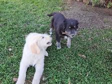 sold with exception- Labradoodle Retriever Mixed puppy - Photo 2