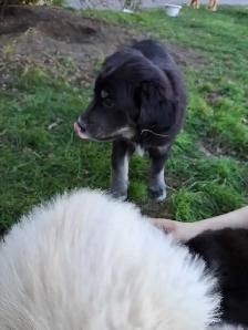 sold with exception- Labradoodle Retriever Mixed puppy - Photo 3
