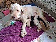sold with exception- Labradoodle Retriever Mixed puppy - Photo 4