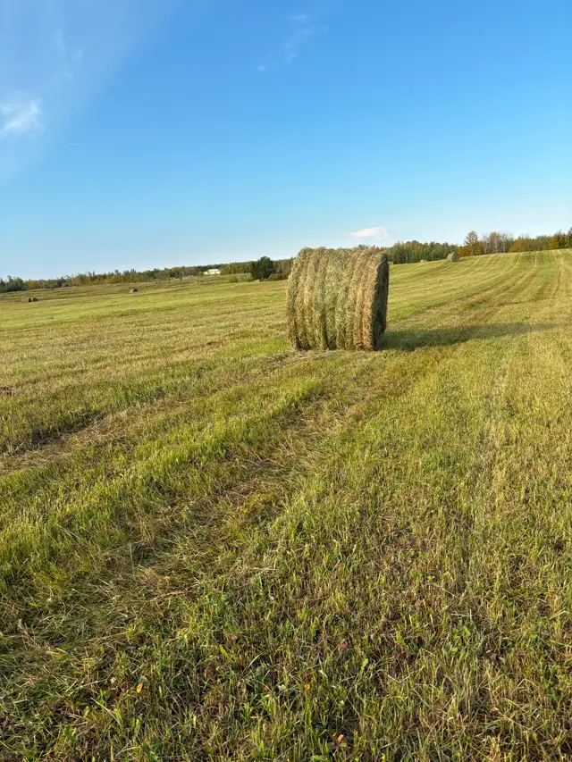 Hay For Sale