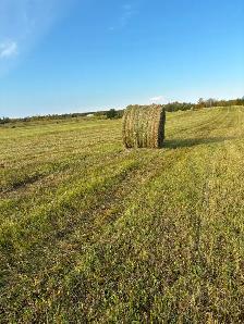 Hay For Sale