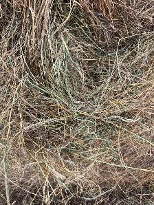 Hay For Sale - Photo 6