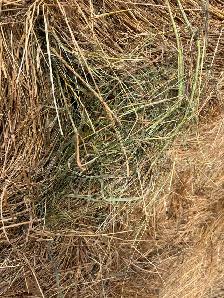 Hay For Sale - Photo 7