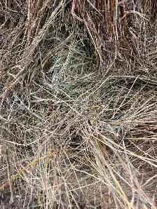 Hay For Sale - Photo 8