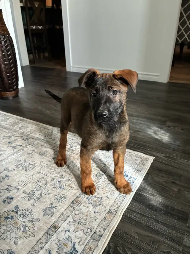 German Shepherd X Belgian Malinois Puppies