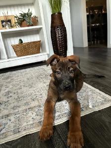 German Shepherd X Belgian Malinois Puppies - Photo 2