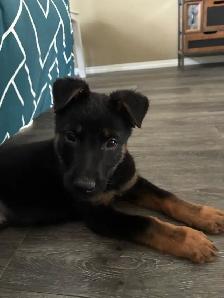 German Shepherd X Belgian Malinois Puppies - Photo 3