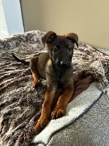 German Shepherd X Belgian Malinois Puppies - Photo 4