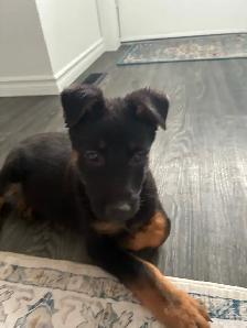German Shepherd X Belgian Malinois Puppies - Photo 5