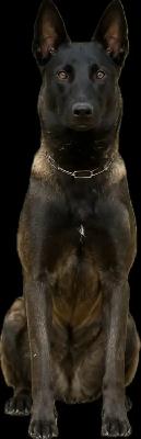 German Shepherd X Belgian Malinois Puppies - Photo 6