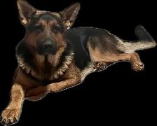 German Shepherd X Belgian Malinois Puppies - Photo 7