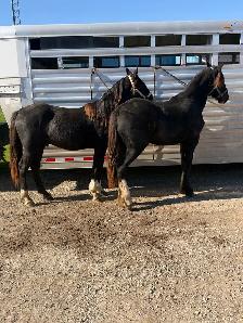 MATCHED PAIR OF CYLDE HACKNEYS - Photo 2