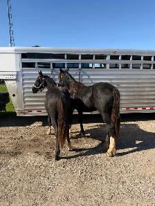 MATCHED PAIR OF CYLDE HACKNEYS - Photo 5