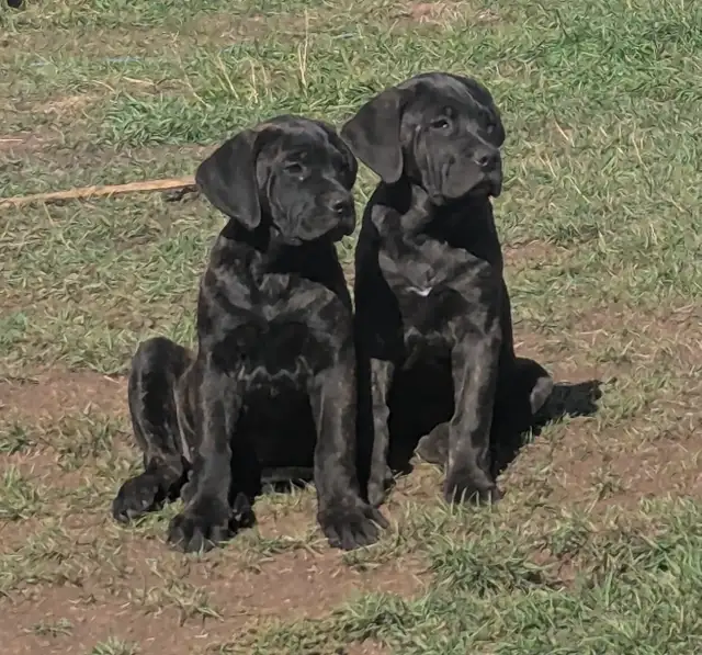 Pure Cane Corso female puppies open to trades