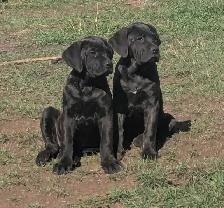 Pure Cane Corso female puppies open to trades