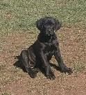 Pure Cane Corso female puppies open to trades - Photo 2
