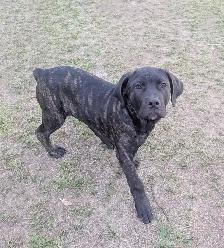 Pure Cane Corso female puppies open to trades - Photo 3