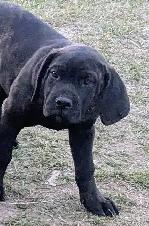 Pure Cane Corso female puppies open to trades - Photo 4