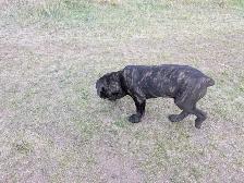 Pure Cane Corso female puppies open to trades - Photo 5