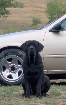 Pure Cane Corso female puppies open to trades - Photo 6