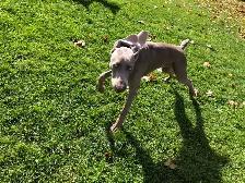 Puppy Socialization Classes - Photo 3