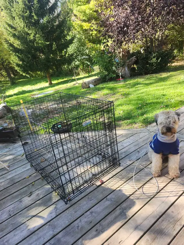 MidWest iCrate Dog Crate