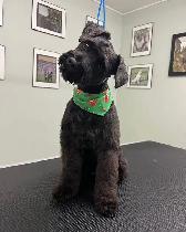 Dog Grooming Services - Photo 6