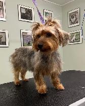 Dog Grooming Services - Photo 7