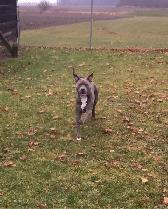 Doggie Daycare at Country Club for Pets - Photo 4