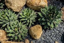 Red Volcanic Lava Rock - Low-Maintenance Ground Cover - Photo 2
