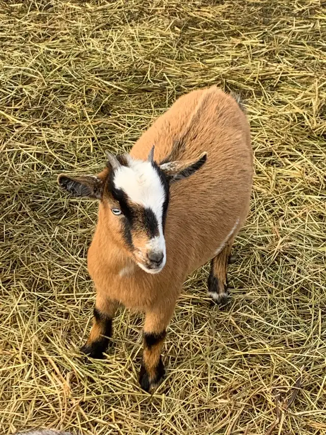 Nigerian dwarf goat Doelings x4