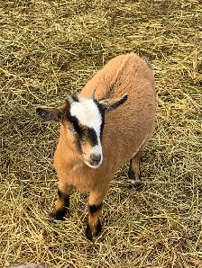 Nigerian dwarf goat Doelings x4