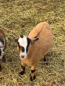 Nigerian dwarf goat Doelings x4 - Photo 2